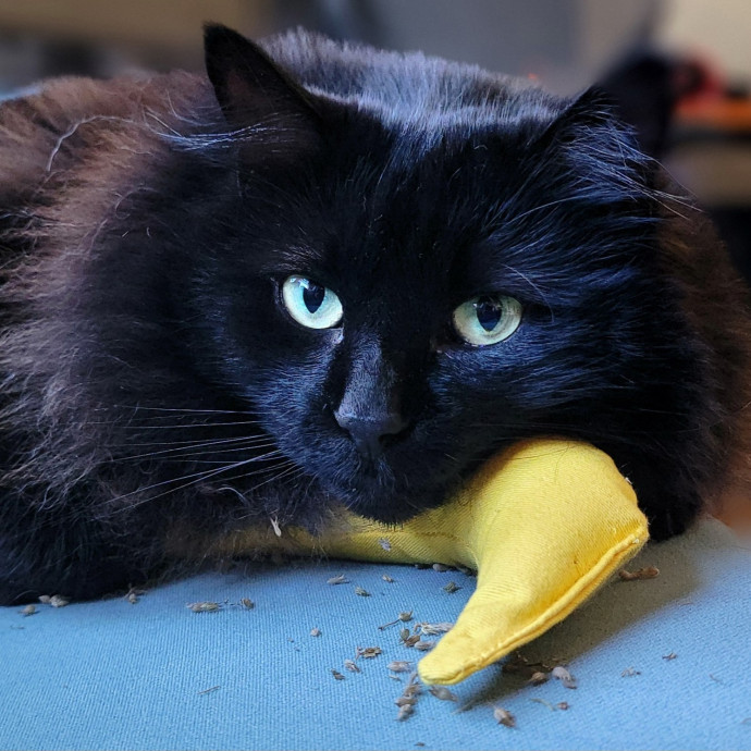 Crystal Whiskers Pampering Purrfectly
