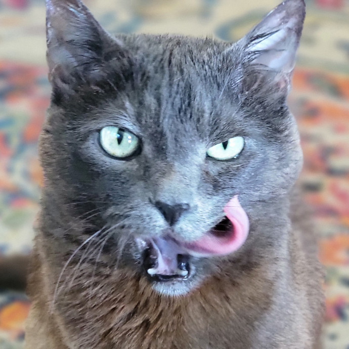 Crystal Whiskers Pampering Purrfectly