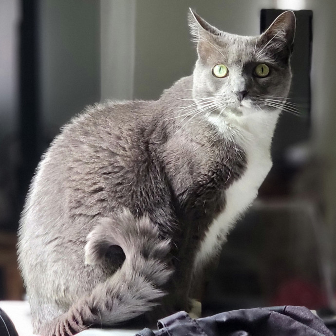 Crystal Whiskers Pampering Purrfectly