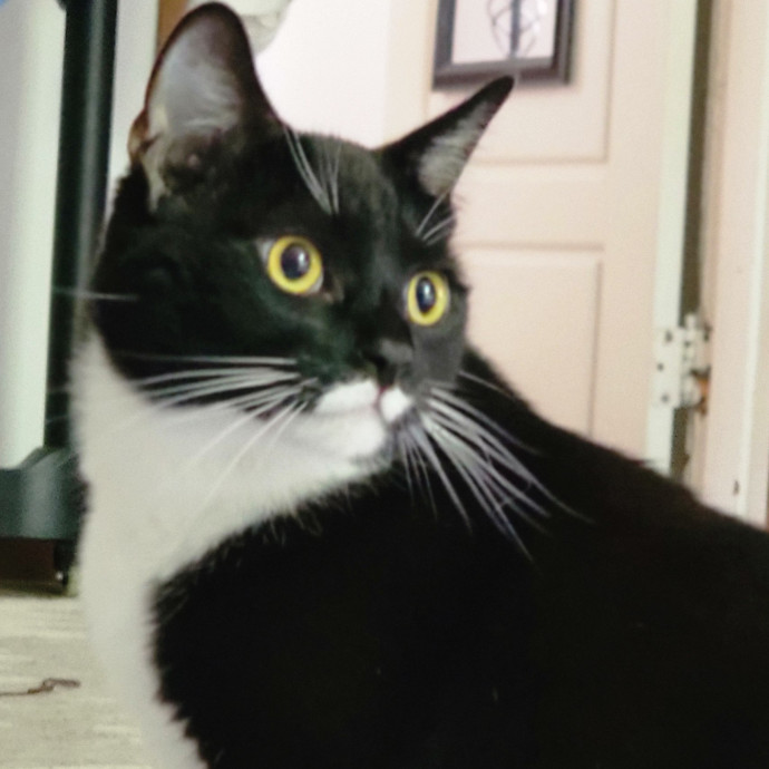 Crystal Whiskers Pampering Purrfectly