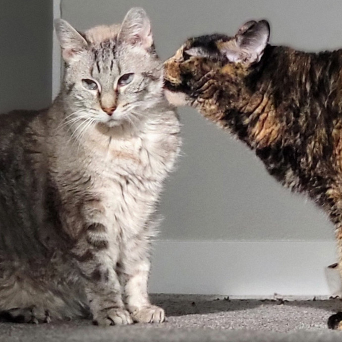 Crystal Whiskers Pampering Purrfectly