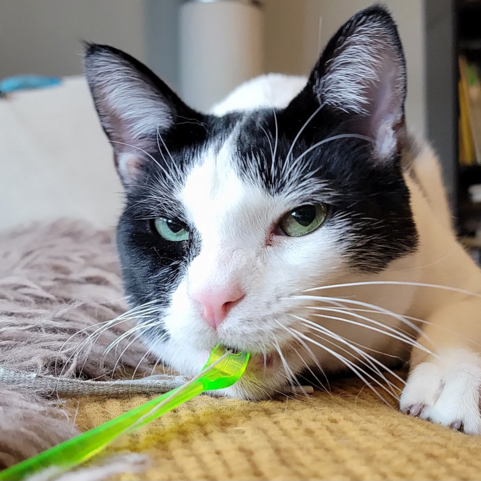 Crystal Whiskers Pampering Purrfectly