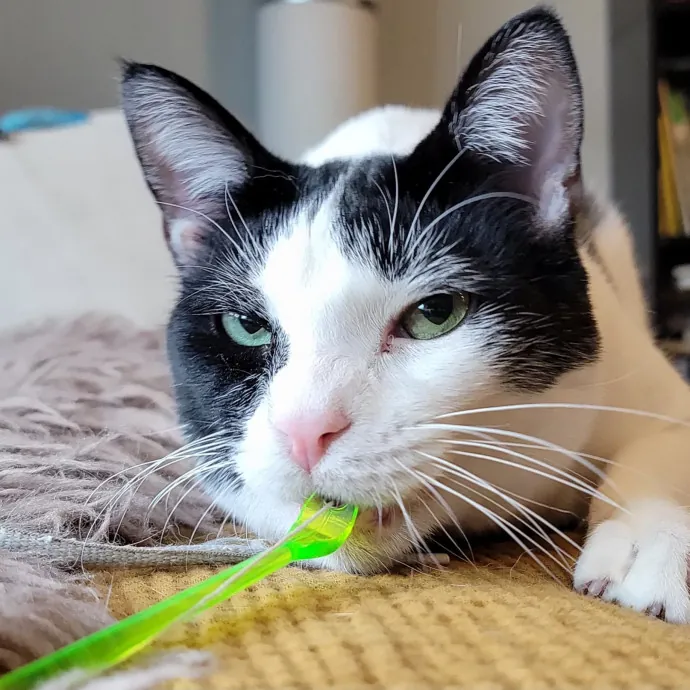 Crystal L.