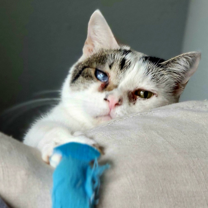 Crystal Whiskers Pampering Purrfectly