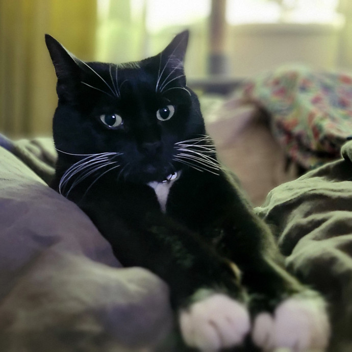 Crystal Whiskers Pampering Purrfectly