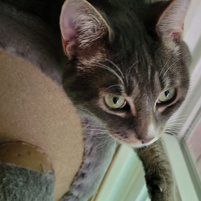 Crystal Whiskers Pampering Purrfectly