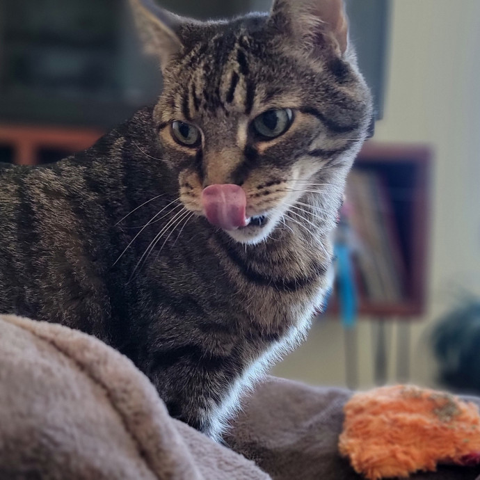Crystal Whiskers Pampering Purrfectly