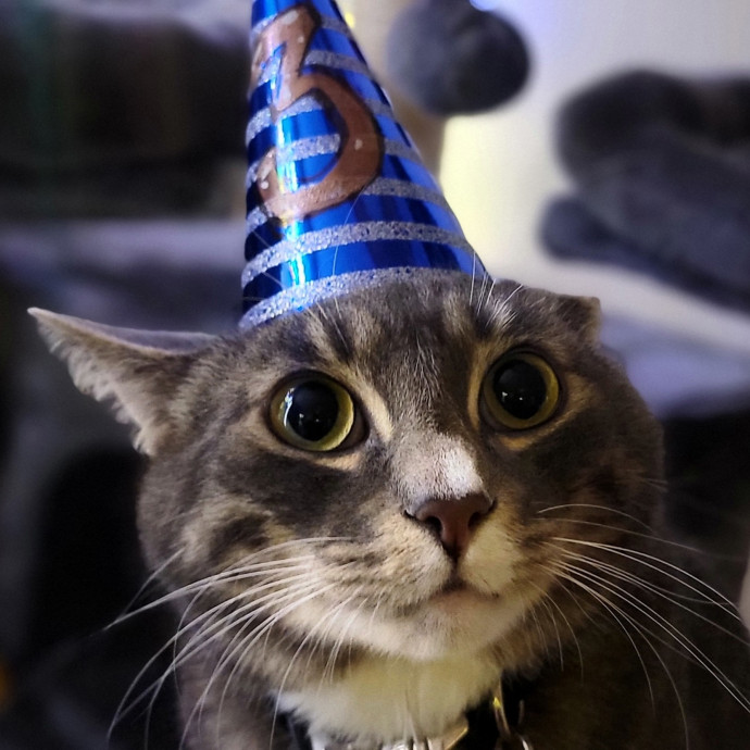 Crystal Whiskers Pampering Purrfectly