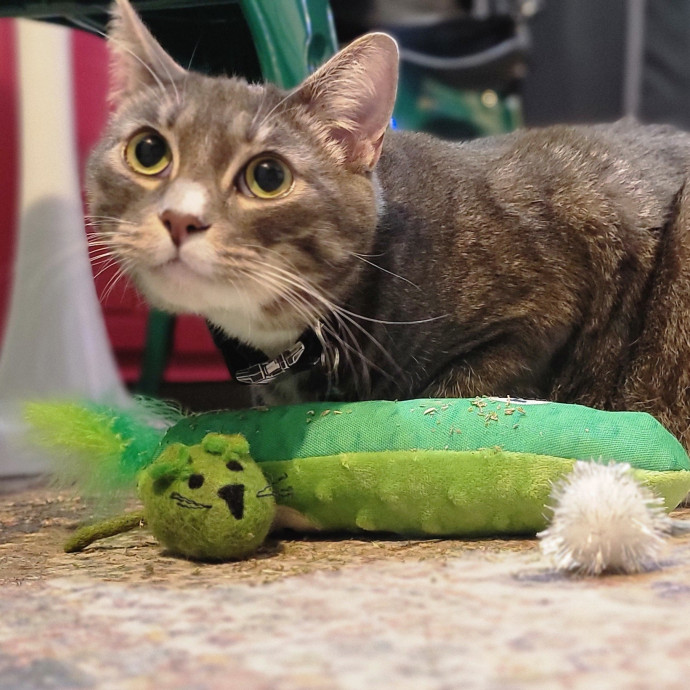 Crystal Whiskers Pampering Purrfectly