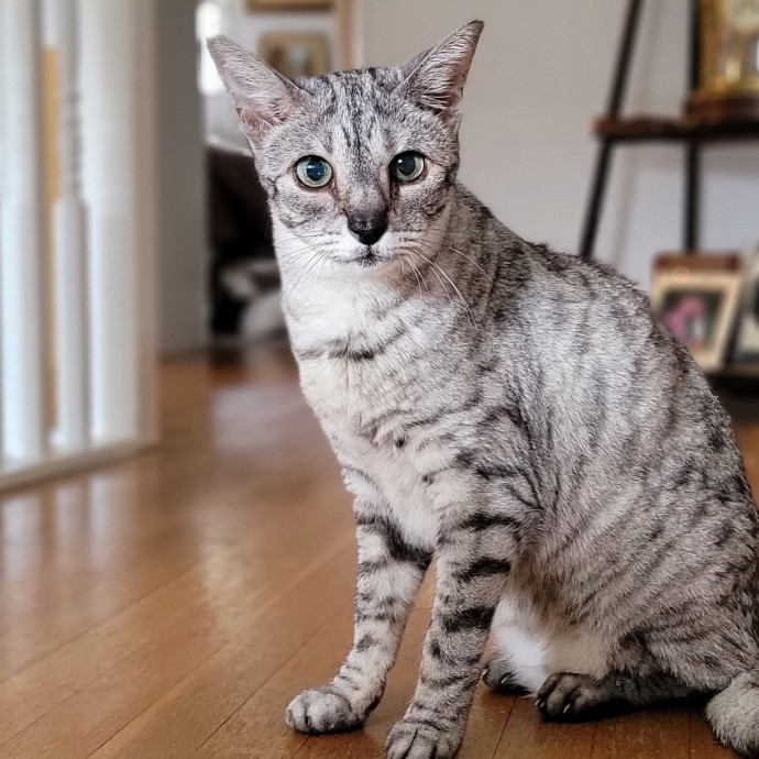 Crystal Whiskers Pampering Purrfectly