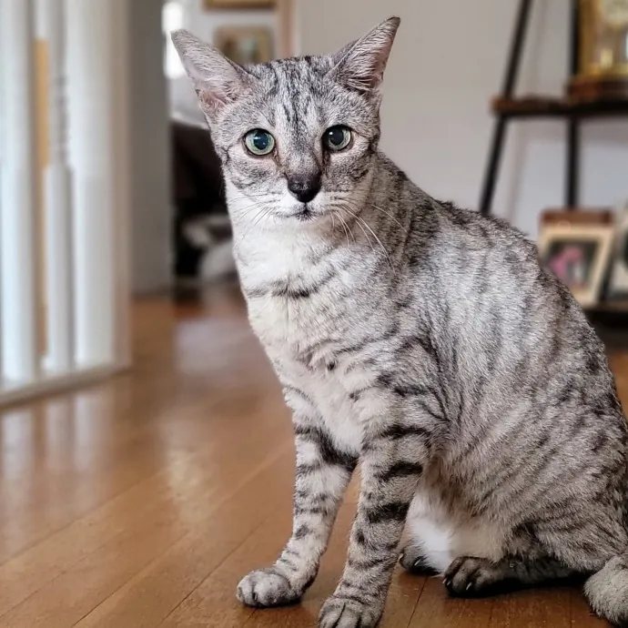 Crystal Whiskers Pampering Purrfectly