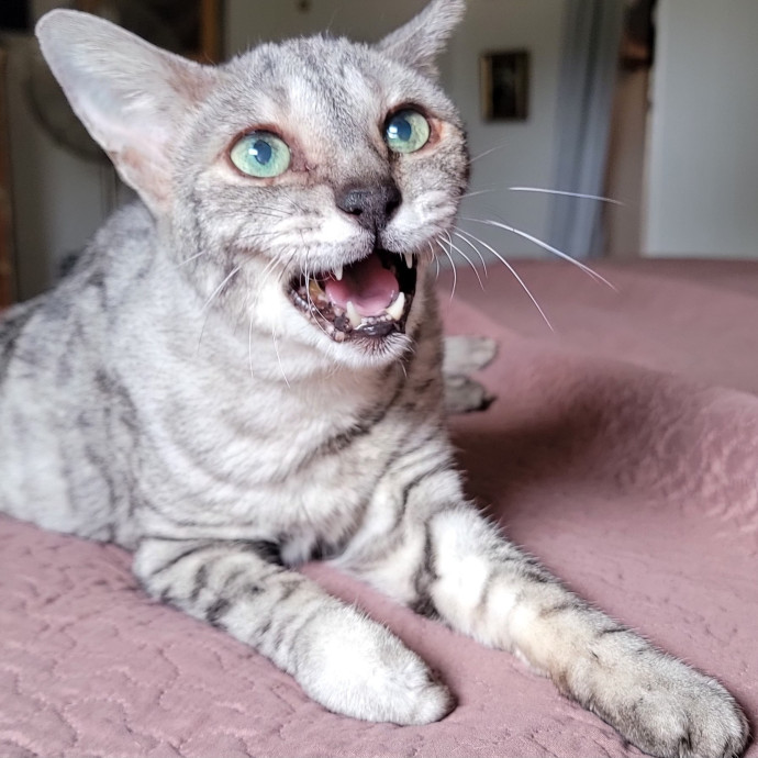 Crystal Whiskers Pampering Purrfectly