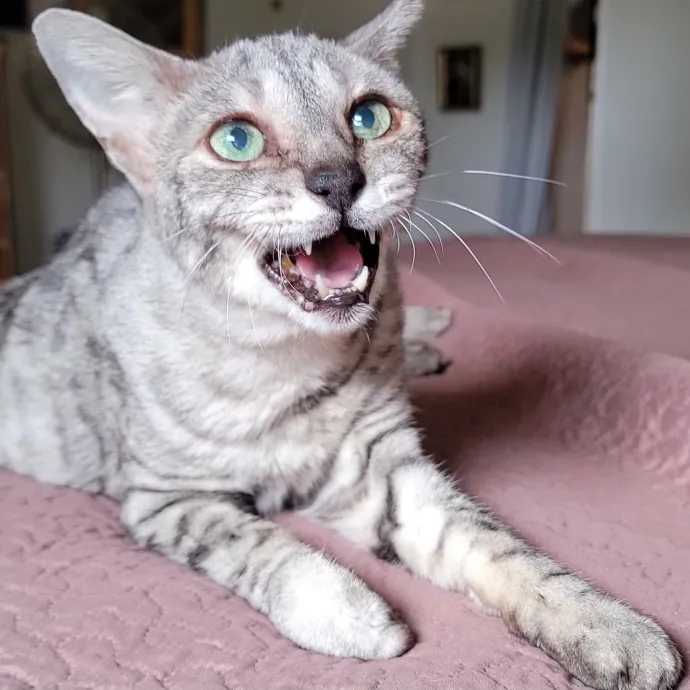 Crystal Whiskers Pampering Purrfectly