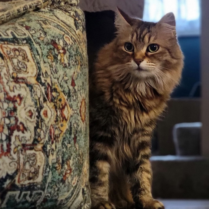 Crystal Whiskers Pampering Purrfectly