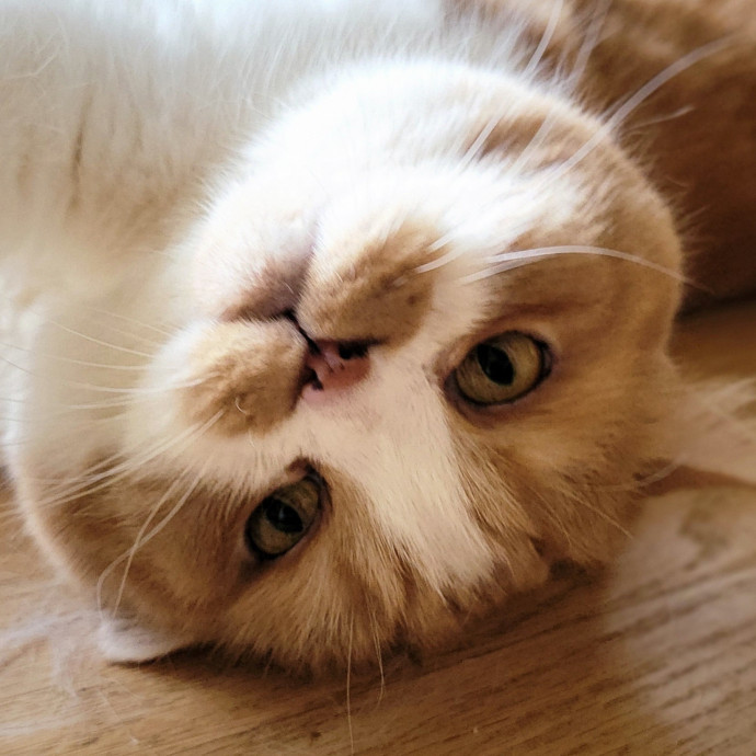 Crystal Whiskers Pampering Purrfectly