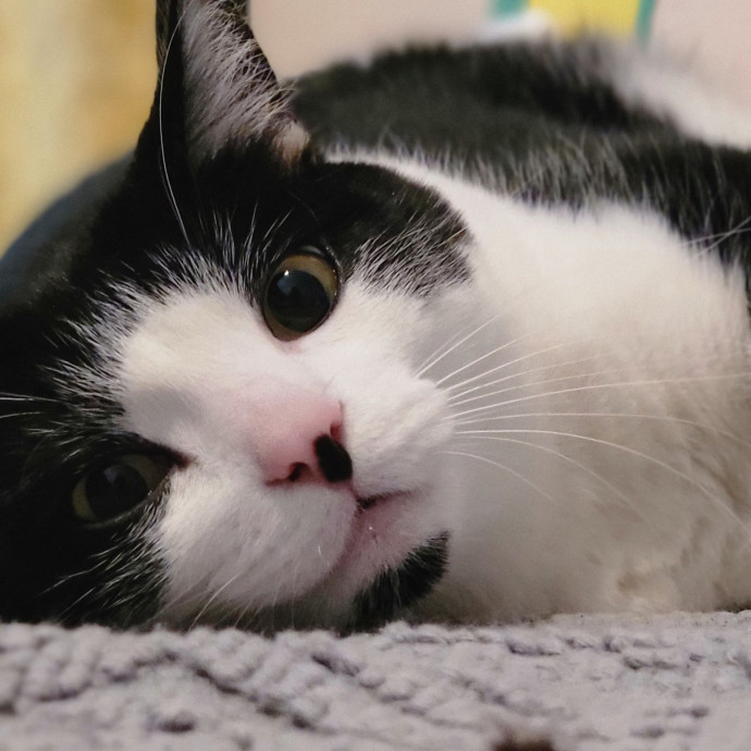 Crystal Whiskers Pampering Purrfectly