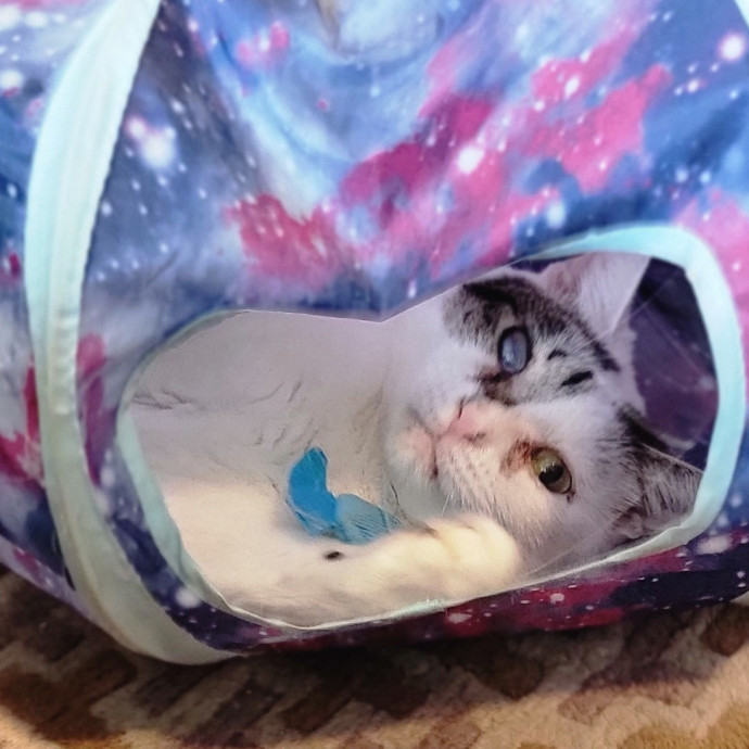 Crystal Whiskers Pampering Purrfectly