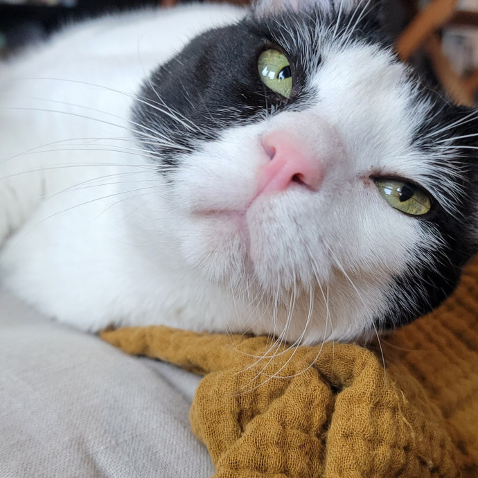 Crystal Whiskers Pampering Purrfectly