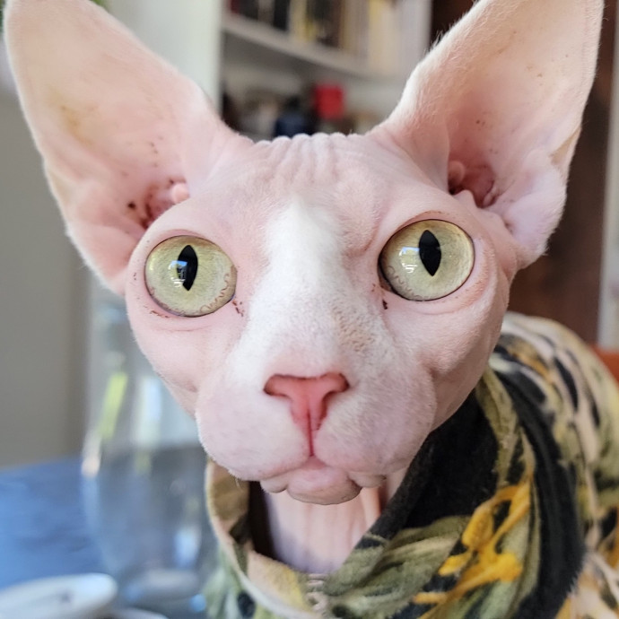 Crystal Whiskers Pampering Purrfectly