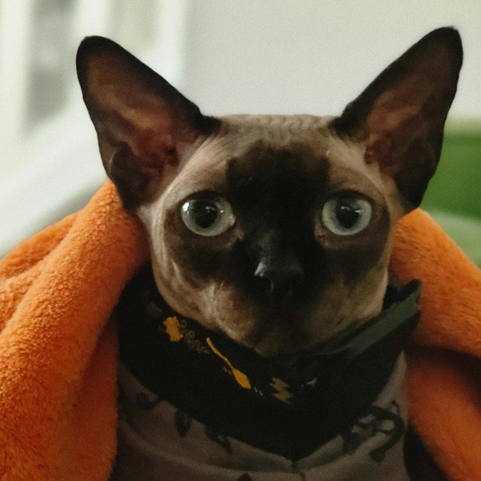 Crystal Whiskers Pampering Purrfectly