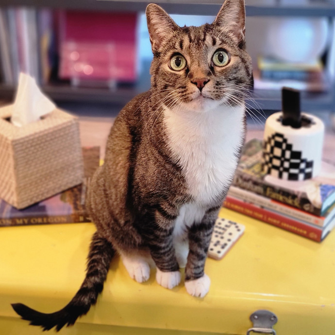 Crystal Whiskers Pampering Purrfectly