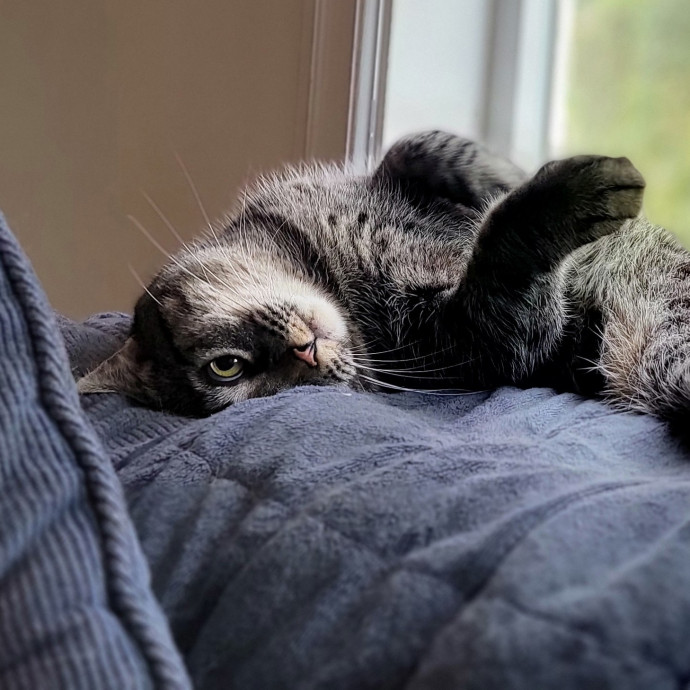 Crystal Whiskers Pampering Purrfectly