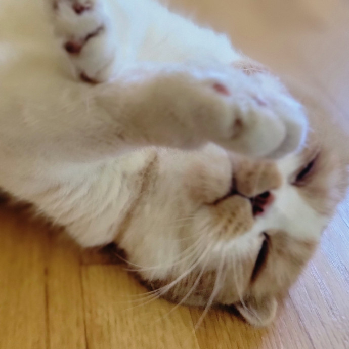 Crystal Whiskers Pampering Purrfectly