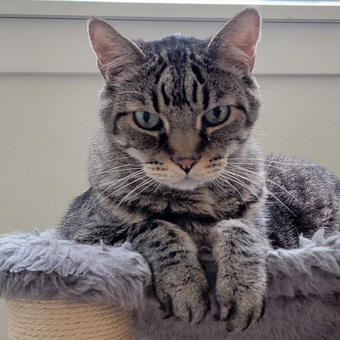 Crystal Whiskers Pampering Purrfectly