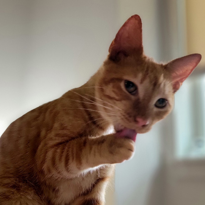 Crystal Whiskers Pampering Purrfectly