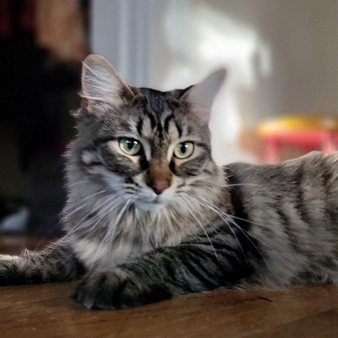 Crystal Whiskers Pampering Purrfectly