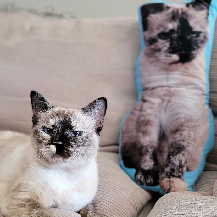 Crystal Whiskers Pampering Purrfectly