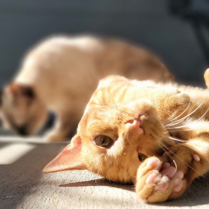 Crystal Whiskers Pampering Purrfectly