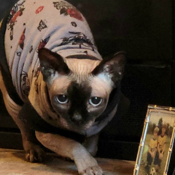 Crystal Whiskers Pampering Purrfectly