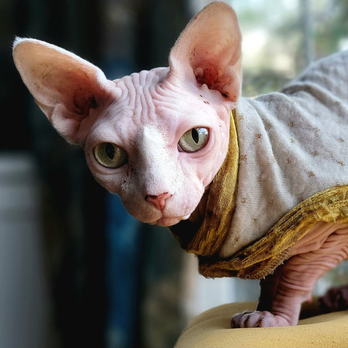 Crystal Whiskers Pampering Purrfectly