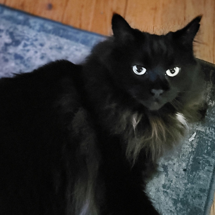 Crystal Whiskers Pampering Purrfectly