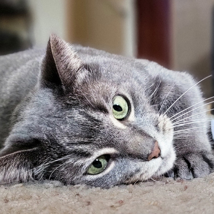 Crystal Whiskers Pampering Purrfectly photo 2