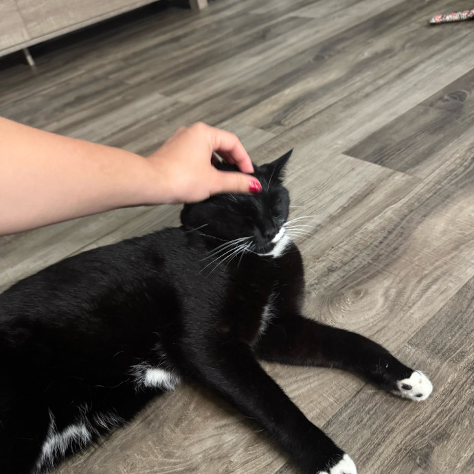 I'm Taylor Your Next Cat Sitter