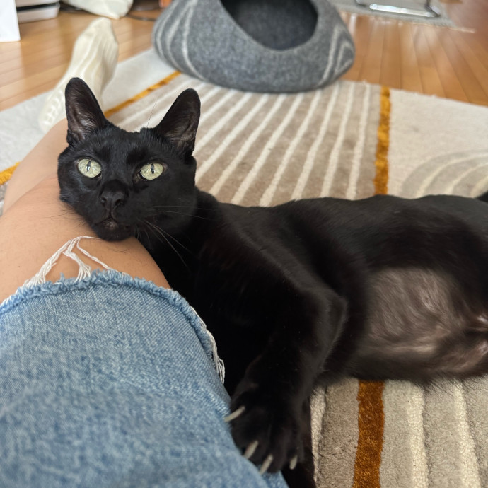 I'm Taylor Your Next Cat Sitter photo 3