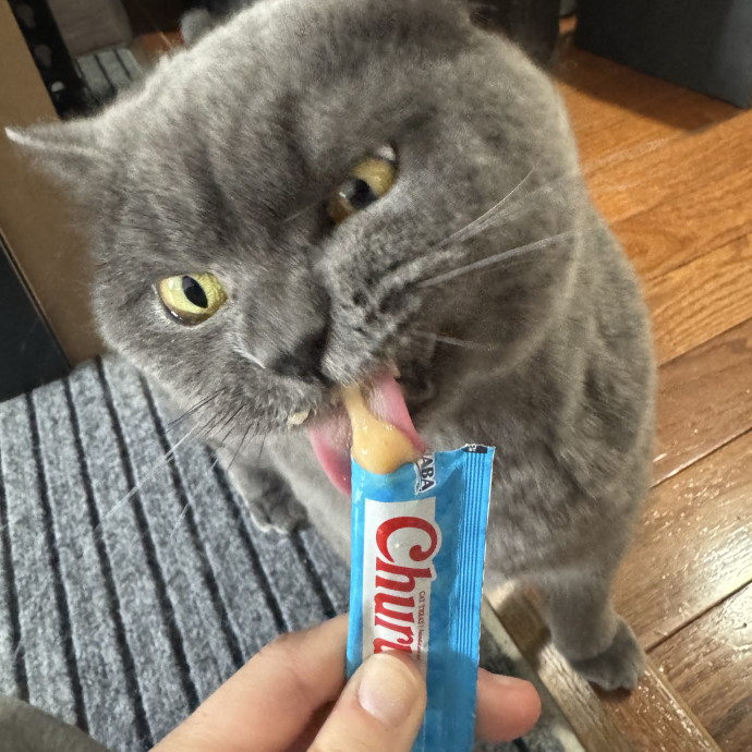 I'm Taylor Your Next Cat Sitter photo 2
