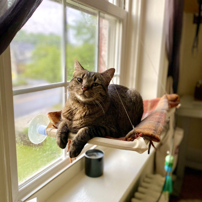Your Cat's New Bestie