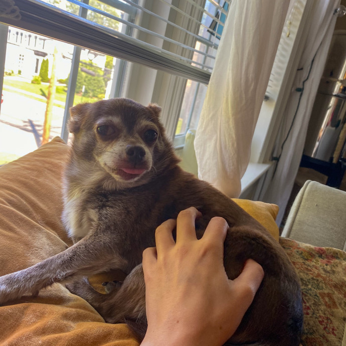 Your Cat's New Bestie