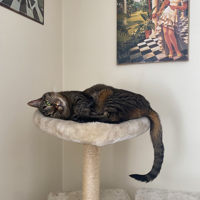 Your Cat's New Bestie