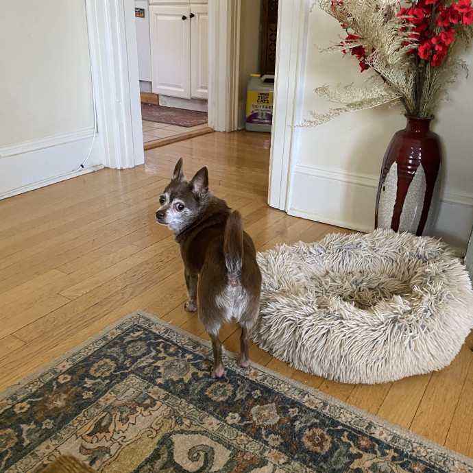 Your Cat's New Bestie