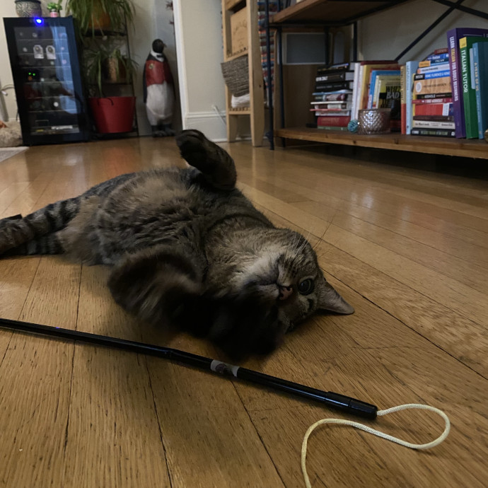 Your Cat's New Bestie