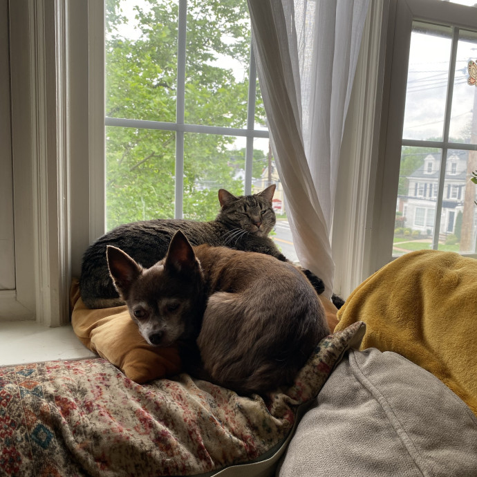 Your Cat's New Bestie