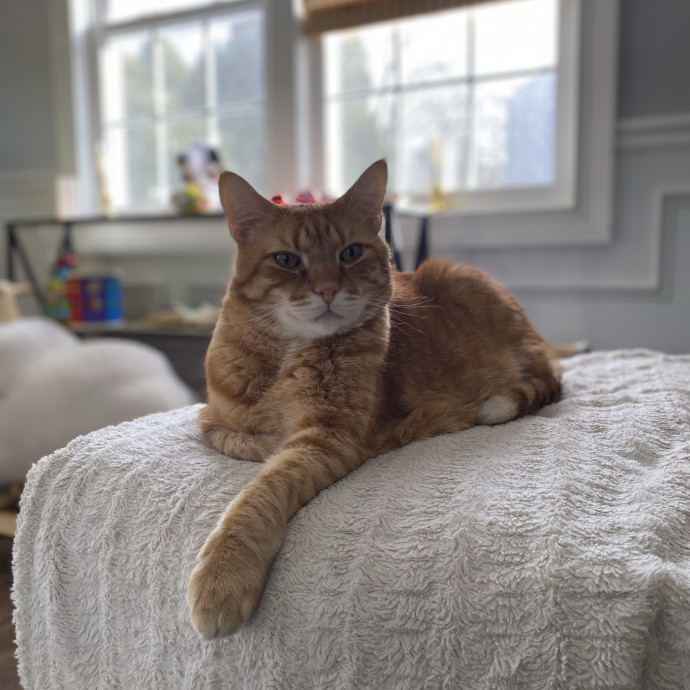 Your Cat's New Bestie