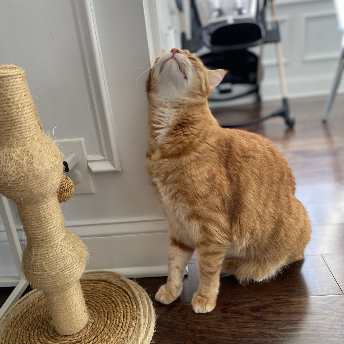 Your Cat's New Bestie