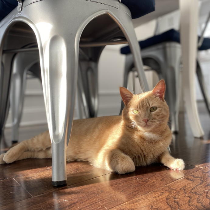 Your Cat's New Bestie