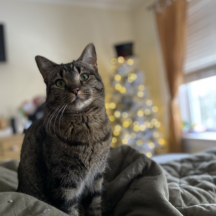 Your Cat's New Bestie