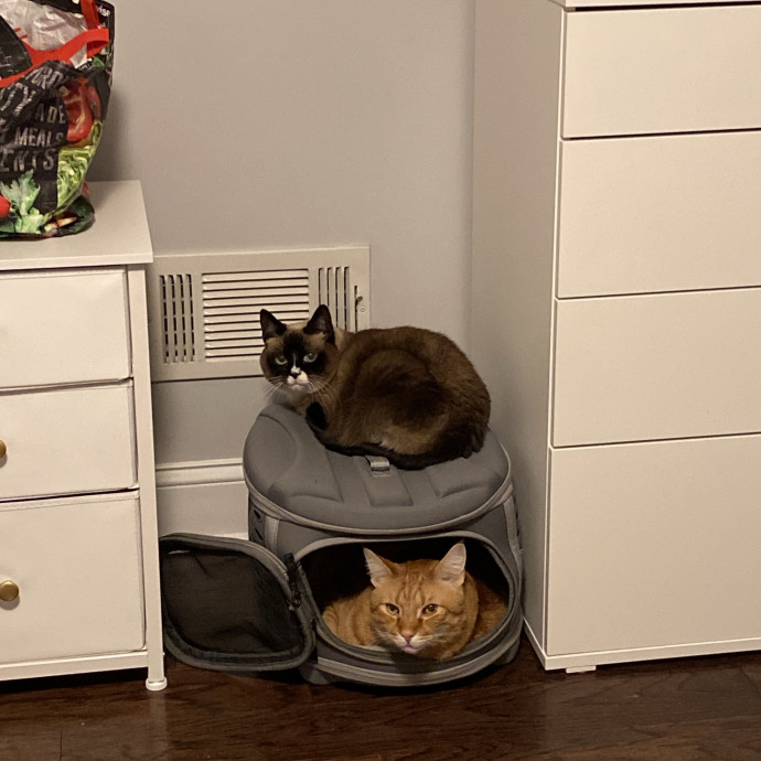 Your Cat's New Bestie